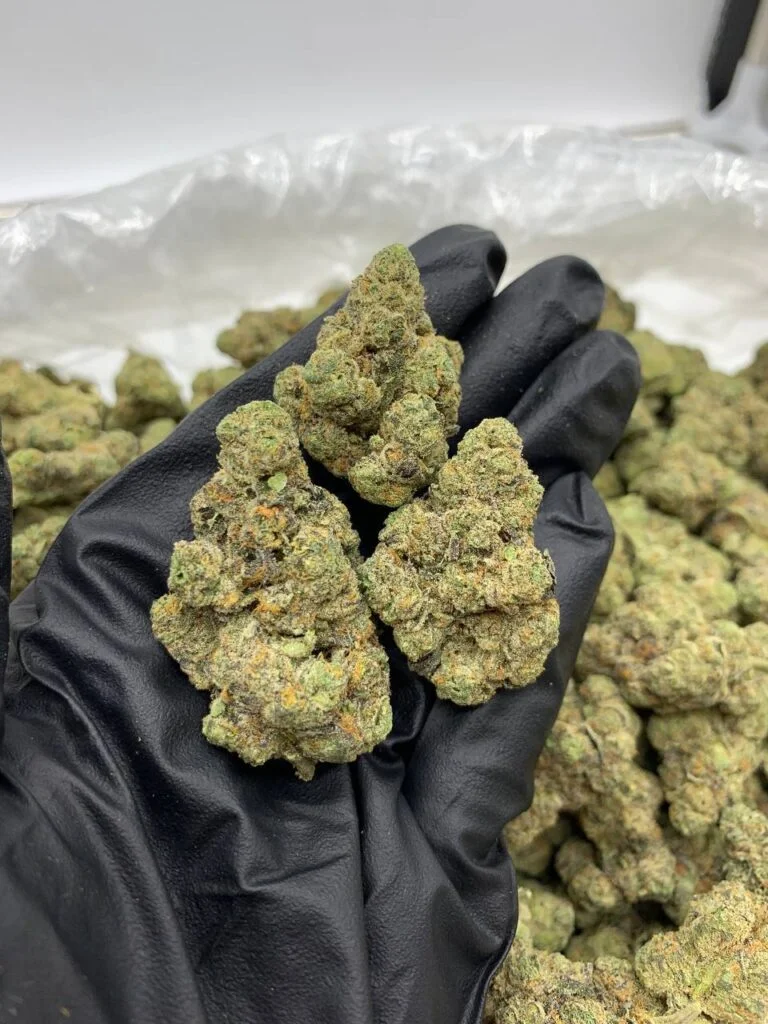 Banana Zurpp Strain 2